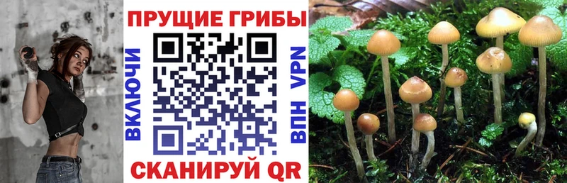 MEGA как войти  Заозёрск  Псилоцибиновые грибы Psilocybine cubensis 